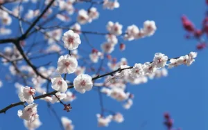 梅花盛开_6