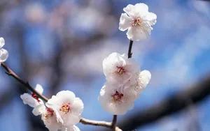 梅花盛开_7