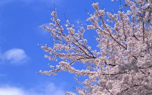 梅花盛开_8