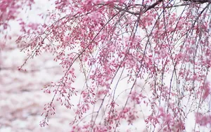 梅花盛开_9