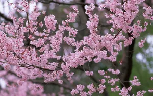 梅花盛开_12