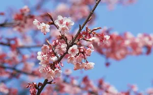 梅花盛开_13