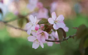 梅花盛开_15