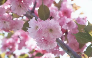 梅花盛开_16