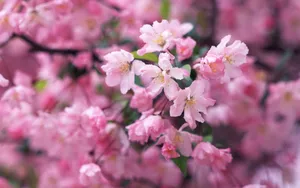 梅花盛开_17