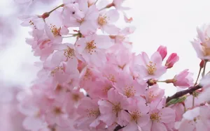 梅花盛开_18