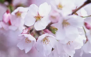 梅花盛开_19