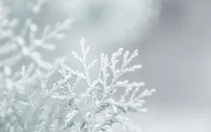 冬日唯美雪景高清图片第张