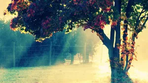 唯美秋天风景高清图片第张