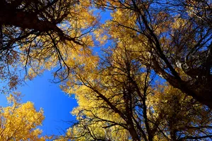 甘肃金塔胡杨林风景高清图片第张