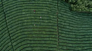 绿色茶园风景高清图片第张