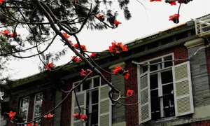 厦门鼓浪屿高清图片第张