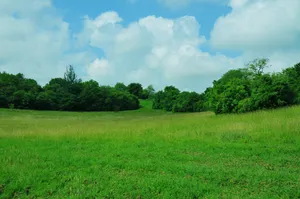 绿色护眼的草地风景图片第张