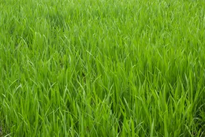 绿油油的水稻稻田图片第张