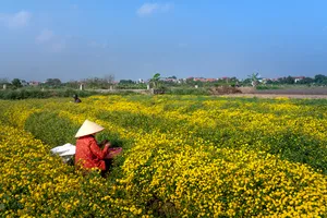 花田景色图片第张