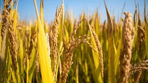 金色成熟稻田图片第张