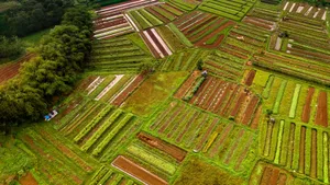 绿色的田野风景图片第张