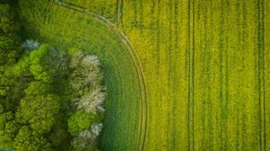 航拍绿油油的农田图片第张