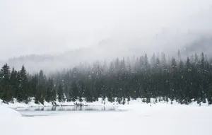 冬季的树林图片第张