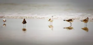 优美迷人的海滩图片第张