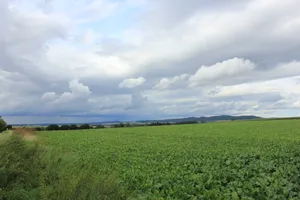 平坦的绿色草地图片第张