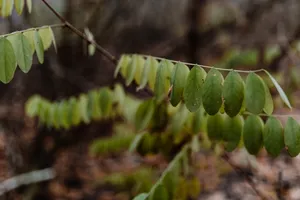 秋天森林的各个角落特写图片第张