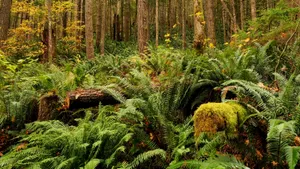 树木茂密的雨林图片第张