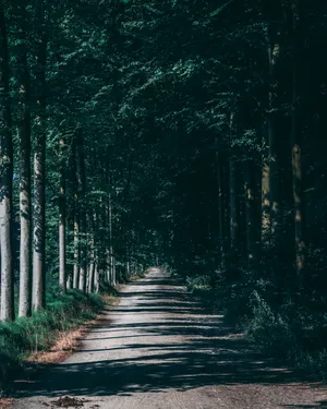 幽静的林间小路图片第张