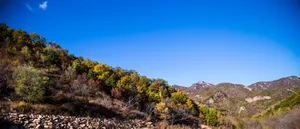 漫山遍野的金色秋景图片第张