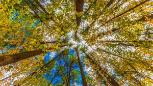 唯美而让人沉醉的秋季风景图片第张