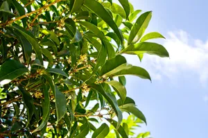 唯美的秋叶风景图片第张