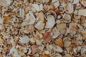 沙滩贝壳和小石子的图片第张