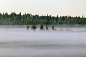 雾天的森林图片第张