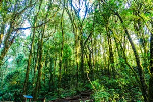 热带雨林图片第张