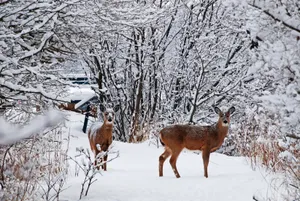 冬季唯美的森林雪景图片第张