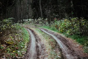 森林里的树枝和树根图片第张