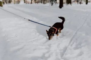 雪地里的公园图片第张