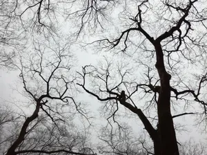 干枯的树枝图片第张