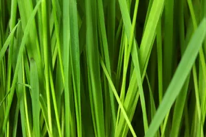 绿油油的草丛图片第张