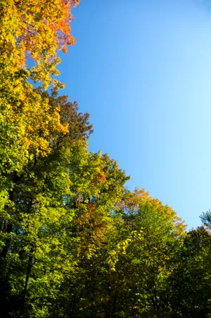 绿油油的树木图片第张