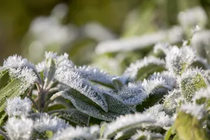 植物冰挂现象图片第张