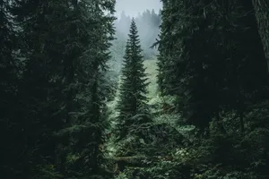 美丽的树林图片第张