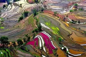 壮观的梯田风光图片第张