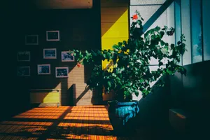 阳光照耀在房子的图片第张