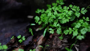 唯美的下雨天图片第张