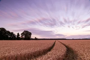 金黄的麦田风光图片第张