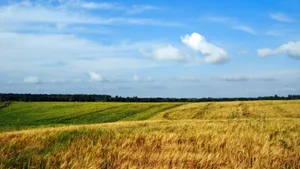 绿色的田野图片第张