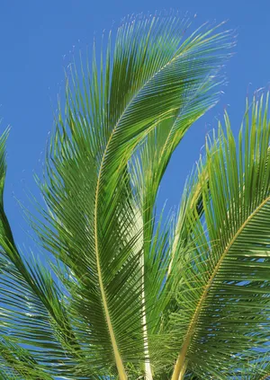 热带椰树绝美风景图片第张