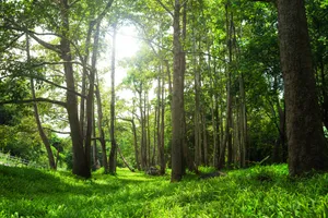 林中阳光景色图片第张