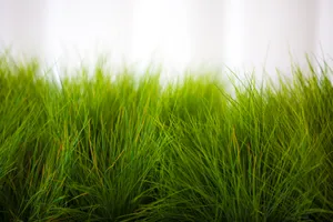 夏日草地风景图片第张